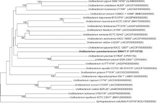 Undibacterium cyanobacteriorum sp. nov., an auxin-producing bacterium isolated from fresh water during cyanobacterial bloom period