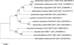 Sphaerotilus uruguayifluvii sp. nov., a novel filamentous bacterium isolated from river water