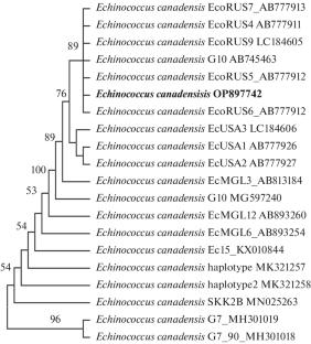 Molecular Characterization of Echinococcus canadensis (Cestoda, Taeniidae) in Wolf from the Kirov Region