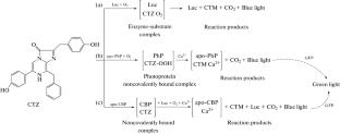 Coelenterazine-Dependent Luciferases: Properties and Application in Molecular Analysis