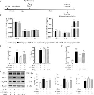 Neuroprotection of Human Umbilical Cord-Derived Mesenchymal Stem Cells (hUC-MSCs) in Alleviating Ischemic Stroke-Induced Brain Injury by Regulating Inflammation and Oxidative Stress