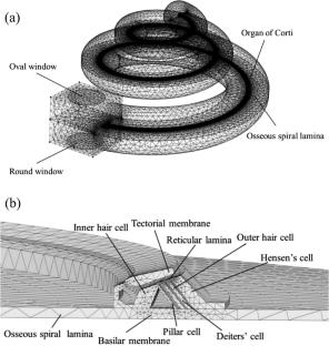 Fluid–solid coupling analysis of the whole spiral organ of Corti