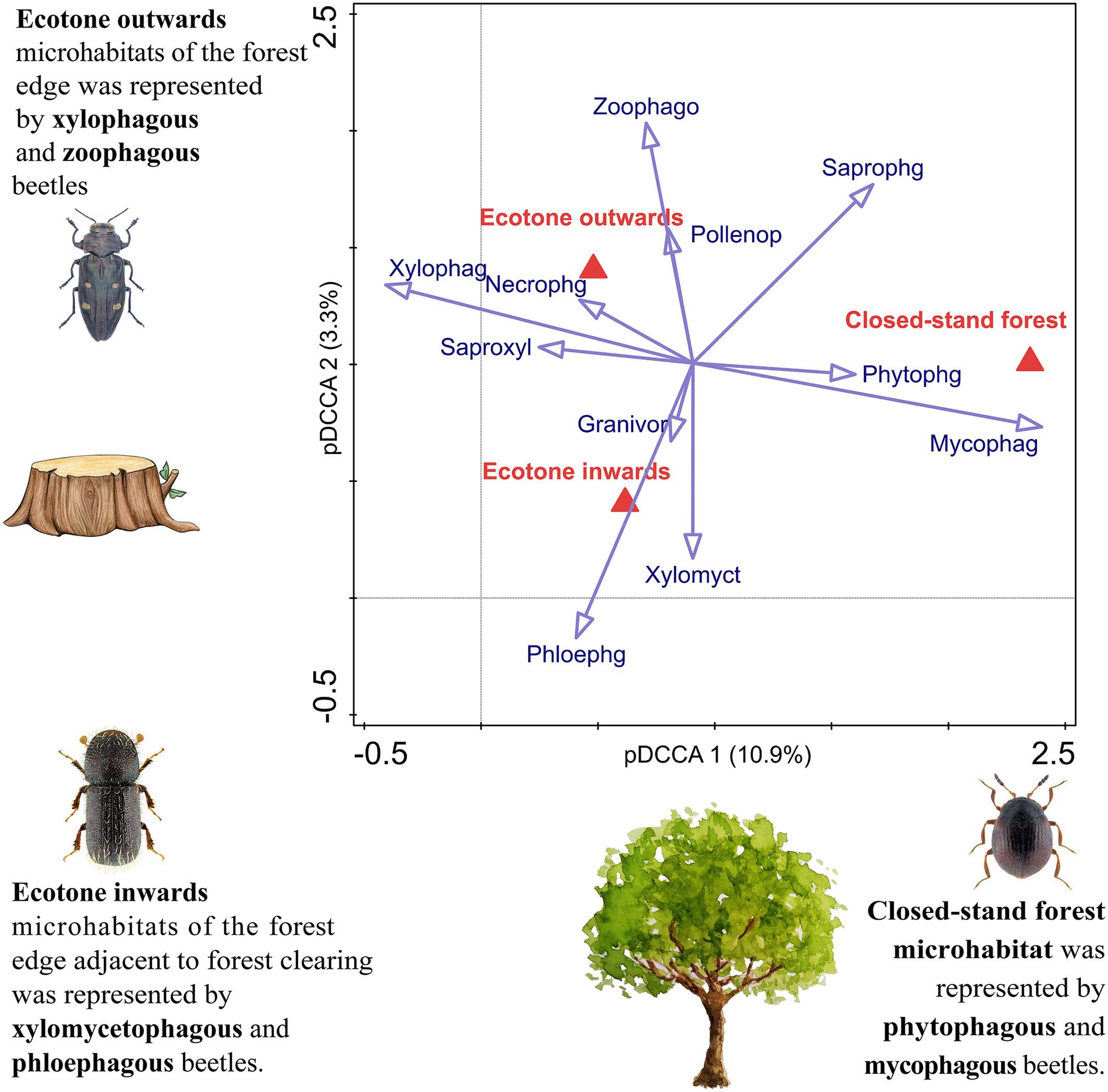 Beetle assemblage distribution along edge–forest gradient in a managed oak forest