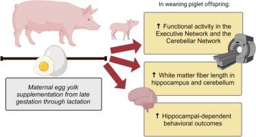 Maternal supplementation of egg yolk modulates brain functional organization and functional outcomes of offspring