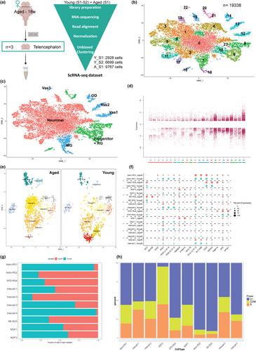 Single-cell sequencing unveils the impact of aging on the progenitor cell diversity in the telencephalon of the female killifish N. furzeri