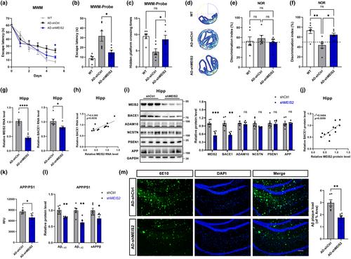 Myeloid ectopic viral integration site 2 accelerates the progression of Alzheimer's disease