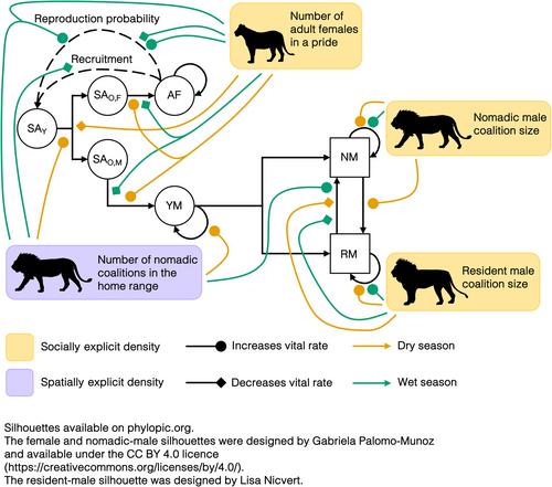 Multifaceted density dependence: Social structure and seasonality effects on Serengeti lion demography