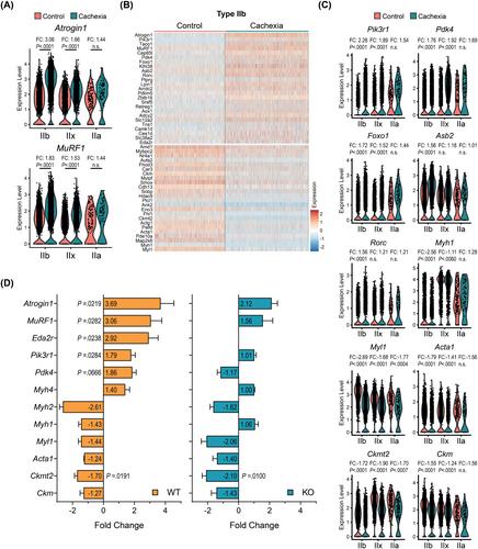 Tumour-induced alterations in single-nucleus transcriptome of atrophying muscles indicate enhanced protein degradation and reduced oxidative metabolism