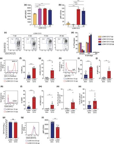 Type I interferon induced during chronic viral infection favors B-cell development in the thymus