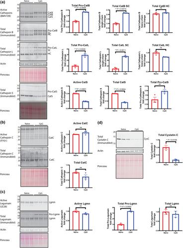 TLR9-dependent dendritic cell maturation promotes IL-6-mediated upregulation of cathepsin X