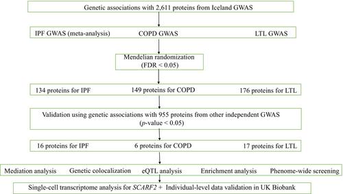 SCARF2 is a target for chronic obstructive pulmonary disease: Evidence from multi-omics research and cohort validation