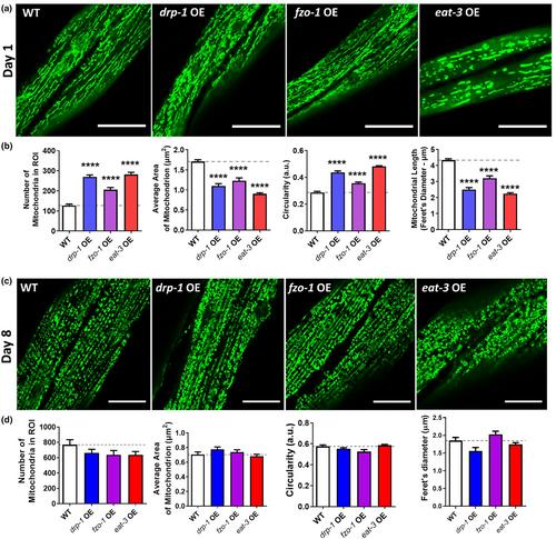 Overexpression of mitochondrial fission or mitochondrial fusion genes enhances resilience and extends longevity