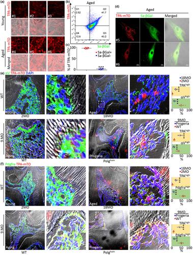 Accumulation of DNA G-quadruplex in mitochondrial genome hallmarks mesenchymal senescence