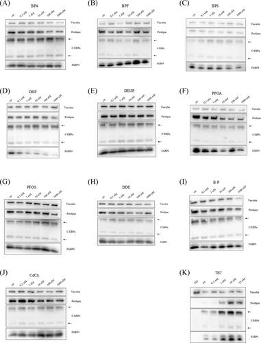 Endocrine disruption of adipose physiology: Screening in SGBS cells