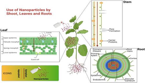 Nanotechnology for climate change mitigation: Enhancing plant resilience under stress environments