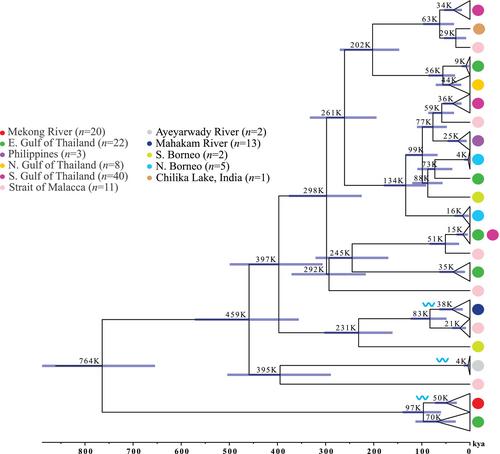 Range-wide phylogeographic structure of the endangered Irrawaddy dolphin (Orcaella brevirostris) using expanded sampling from contemporary and historical specimens