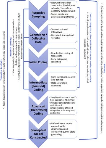 Anatomy outreach: A conceptual model of shared purposes and processes