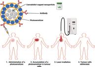 Combinatorial approach of cannabidiol and active-targeted-mediated photodynamic therapy in malignant melanoma treatment