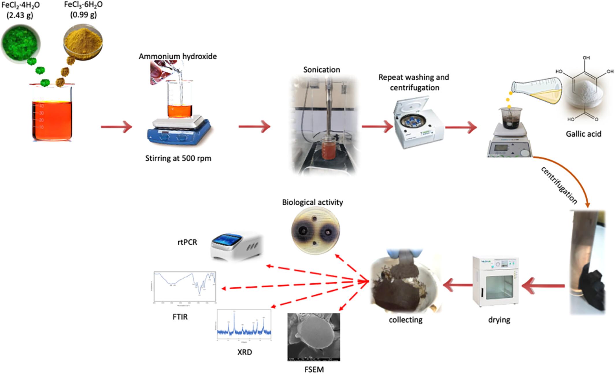 Potential mechanism of gallic acid-coated iron oxide nanoparticles against associated genes of Klebsiella pneumoniae capsule, antibacterial and antibiofilm