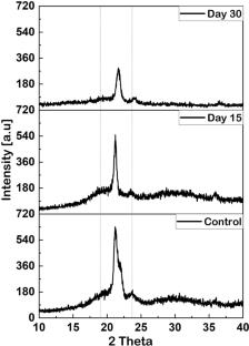 Enterobacter cloacae-mediated polymer biodegradation: in-silico analysis predicts broad spectrum degradation potential by Alkane monooxygenase