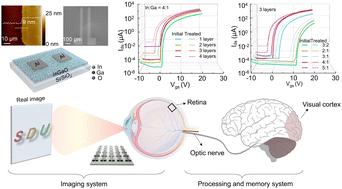 Tunable synaptic behaviors of solution-processed InGaO films for artificial visual systems†
