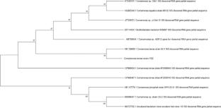 Isolation and characterization of amorphous nanocellulose producing Comamonas terrae YSZ sp. from pineapple wastes