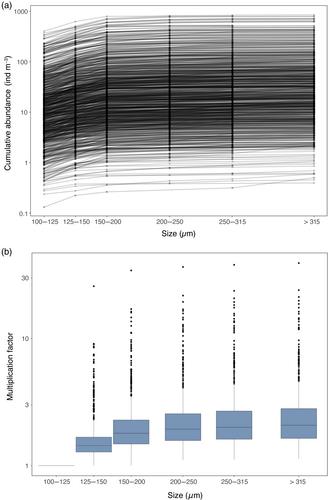 Size normalizing planktonic Foraminifera abundance in the water column