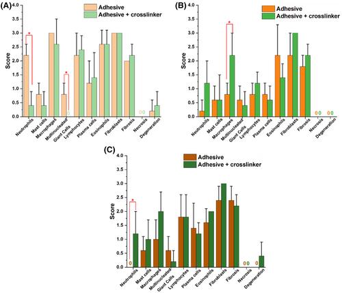 Biocompatibility of mussel-inspired water-soluble tissue adhesives