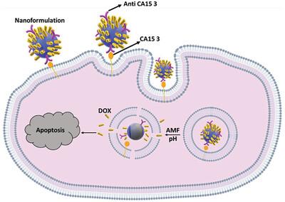 Magnetic Nanoparticle-Mediated Multimodal Cancer Therapy: Hyperthermia, Controlled Drug Release, and Antibody-Based Precision