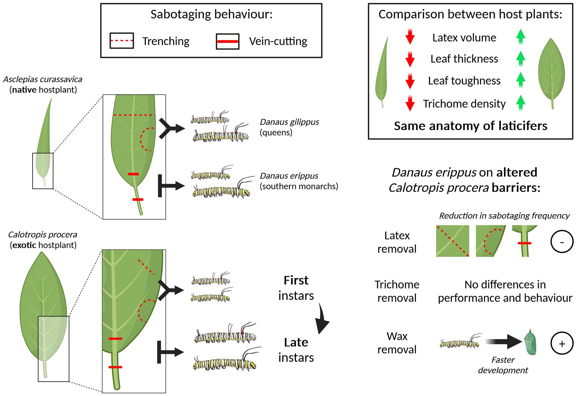 Exploring the interplay between host plant structural defences and origin on behavioural and life-history traits of two Neotropical danaines