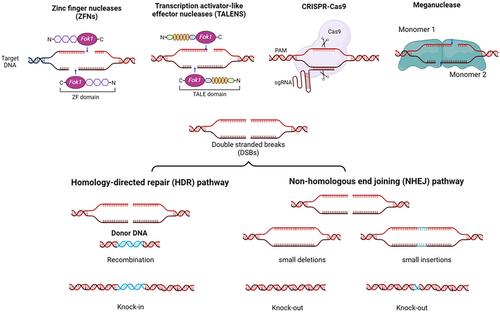 Gene editing in liver diseases