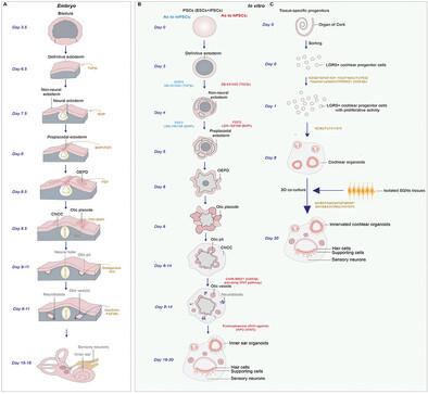 Recent Progress in Generation of Inner Ear Organoid