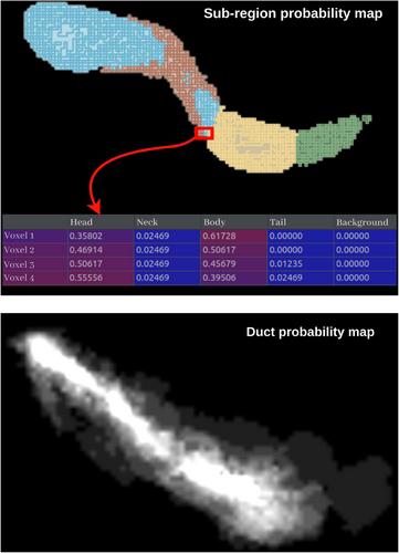 Reinforcement learning-based anatomical maps for pancreas subregion and duct segmentation