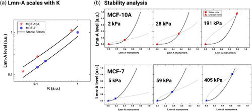 A computational model for single cell Lamin-A structural organization after microfluidic compression