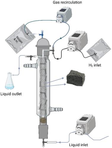 In-situ biological biogas upgrading using upflow anaerobic polyfoam bioreactor: Operational and biological aspects