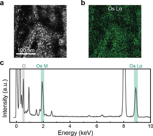 OsO2 as the Contrast-Generating Chemical Species of Osmium-Stained Biological Tissues in Electron Microscopy