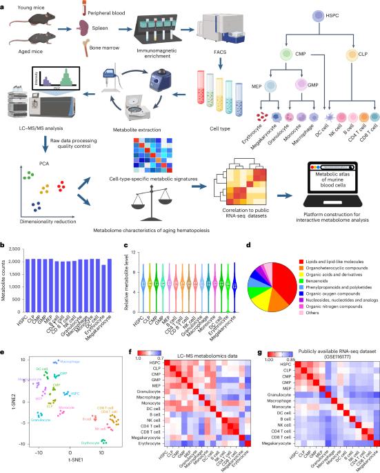 A metabolic atlas of blood cells in young and aged mice identifies uridine as a metabolite to rejuvenate aged hematopoietic stem cells