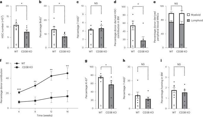 An NAD+-dependent metabolic checkpoint regulates hematopoietic stem cell activation and aging