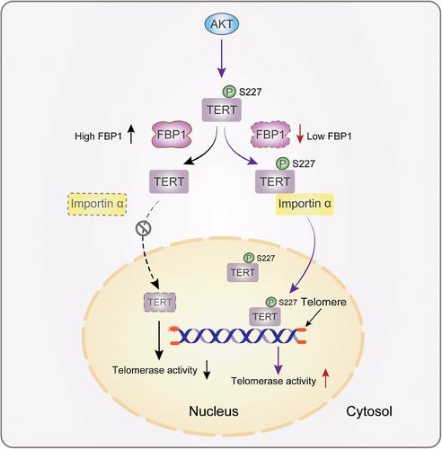 Abrogation of nuclear entry of TERT by fructose 1,6-bisphosphatase 1-mediated dephosphorylation