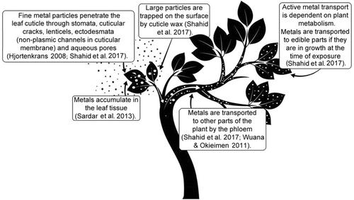 Heavy metal contamination (Cu, Pb, and Cd) of washed and unwashed roadside blackberries (Rubus fruticose L.)