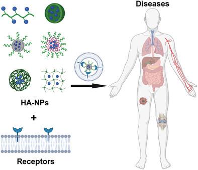 Hyaluronic Acid Receptor-Mediated Nanomedicines and Targeted Therapy