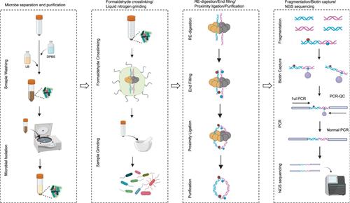 Efficient and easy-to-use capturing three-dimensional metagenome interactions with GutHi-C