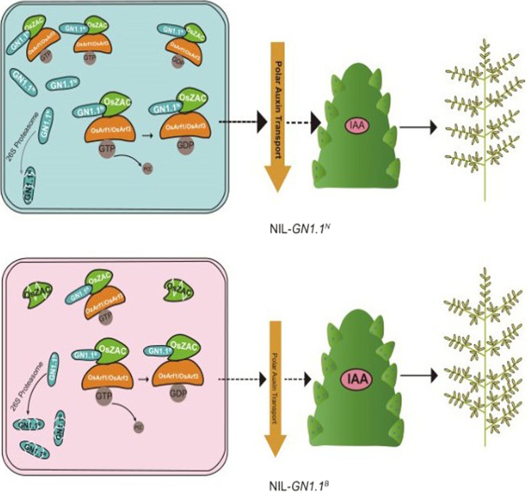 A QTL GN1.1, encoding FT-L1, regulates grain number and yield by modulating polar auxin transport in rice