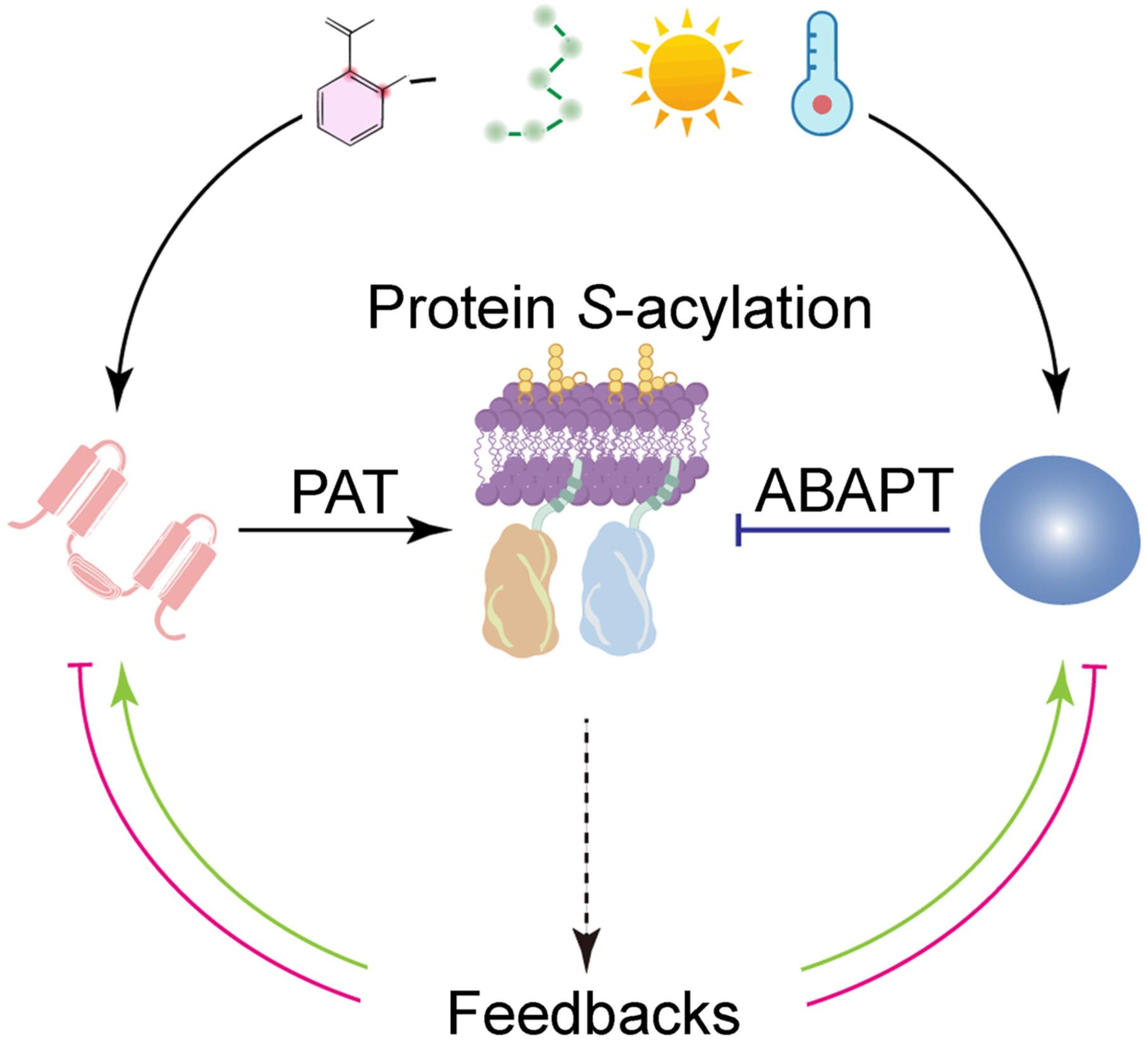 Protein S-acylation, a new panacea for plant fitness