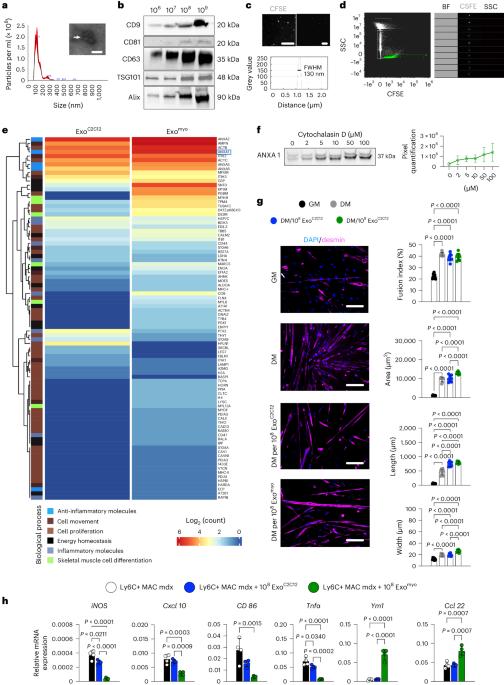 Magnetic-field-driven targeting of exosomes modulates immune and metabolic changes in dystrophic muscle