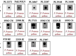 Phleum pratense-pollen adaptive variations and pollen microbiome investigation under different climatic regions and prospects of allergenicity