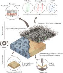 Bridging gap between agro-industrial waste, biodiversity and mycelium-based biocomposites: Understanding their properties by multiscale methodology