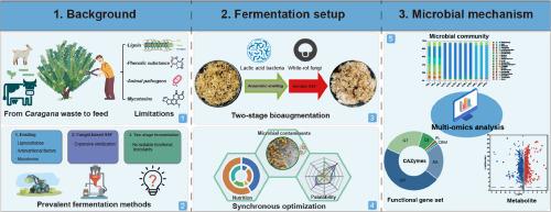 Valorization of the Caragana waste via two-stage bioaugmentation: Optimizing nutrition composition, palatability, and microbial contaminant control