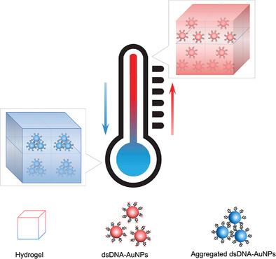 Programmable Plasmonic Hydrogel Thermometers Actuated by DNA Breathing