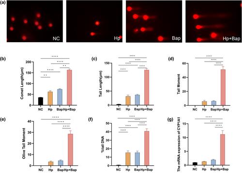 The toxic effects of Helicobacter pylori and benzo(a)pyrene in inducing atrophic gastritis and gut microbiota dysbiosis in Mongolian gerbils